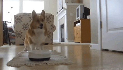 GIF: Iščekivanje prvomajskog graha