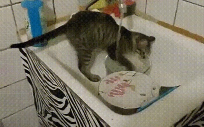 Ove mačke znaju obavljati kućanske poslove! Ne vjerujete?
