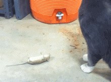 KAO U CRTIĆIMA! Miš je pred mačkom glumio da je mrtav, a kad je otišla...