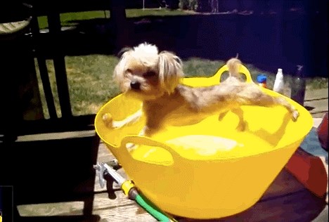 GIF: Pokušate li me okupati utopit ću vas u kanti!