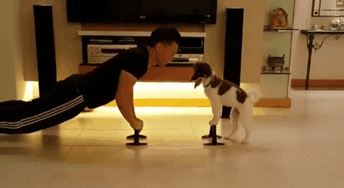 GIF: Psić pumpa sklekove, gazda se trudi pratiti