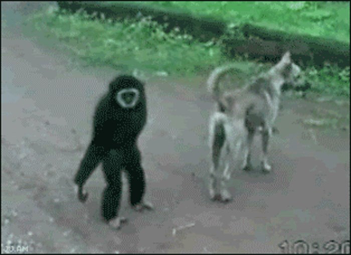 Vragolasti majmun zeza psa