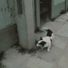 Nismo baš sigurni - je li ovo pas ili mačka? 