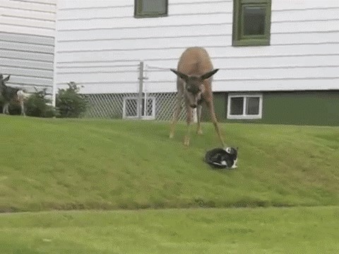 GIF: Maca je nakon provokacija upala u ozbiljne probleme