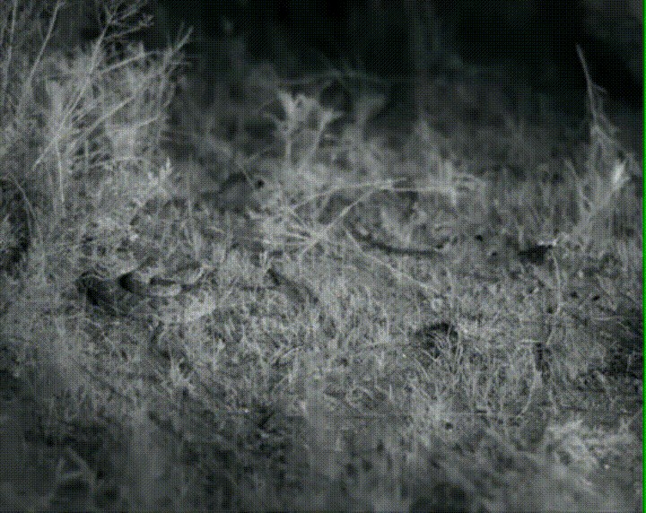 Nevjerojatni refleksi: Skočimiš izbjegao smrtonosni napad zmije!