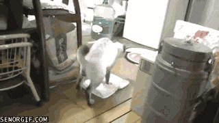 Ne volite mačke? Dobro razmislite, evo zašto!