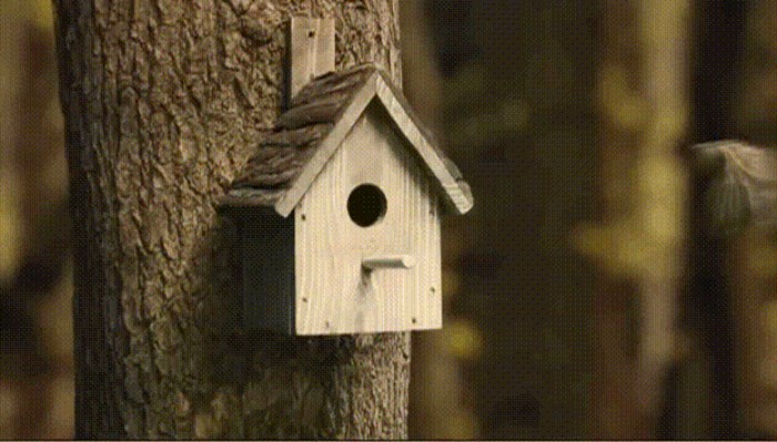 GIF: Što se zapravo događa u ptičjoj kućici