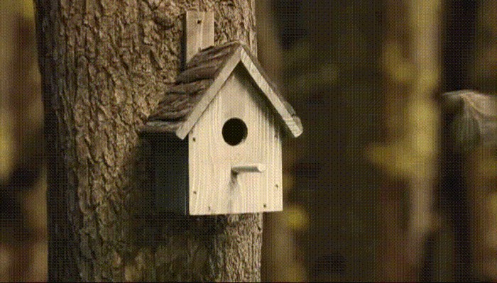 GIF: Što se zapravo događa u ptičjoj kućici