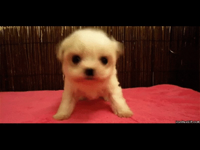 GIF: Awww, ma ne mrdaj mi tim malim ušima, joooooj!