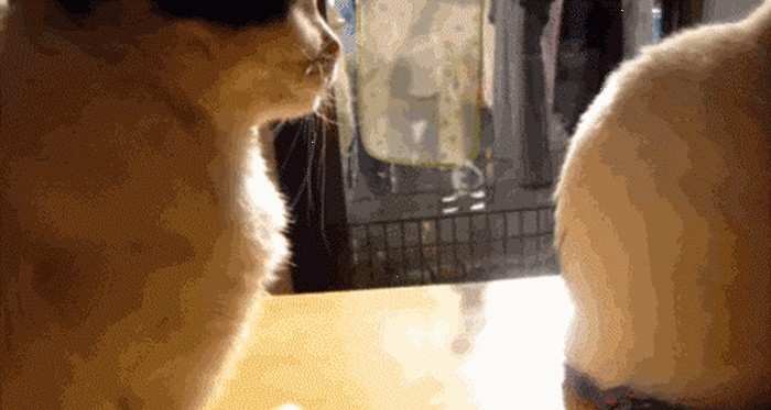 GIF: Ono kad te netko namjerno ignorira