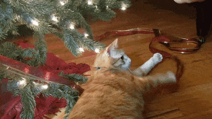 Blagdanska priča o maci koja se potukla s božićnim drvcem!