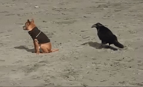 Ugrizla ga vrana pa se pretvorio u klokana 