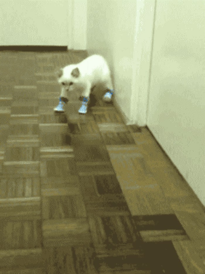Ono kad dođeš doma pijan pa se trudiš da ne probudiš ukućane