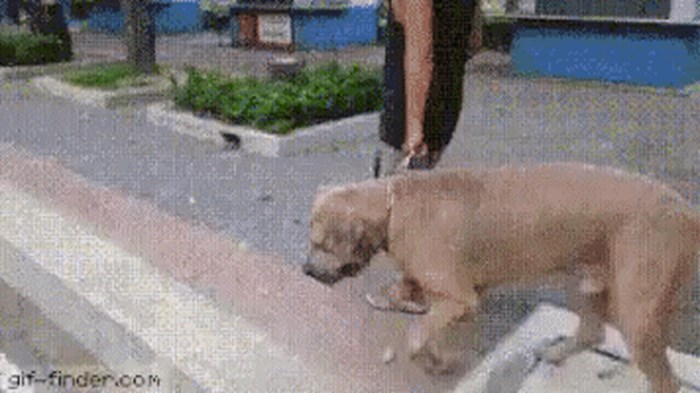 Pas je na ulici napao mačiće, a onda se pojavila mama mačka!