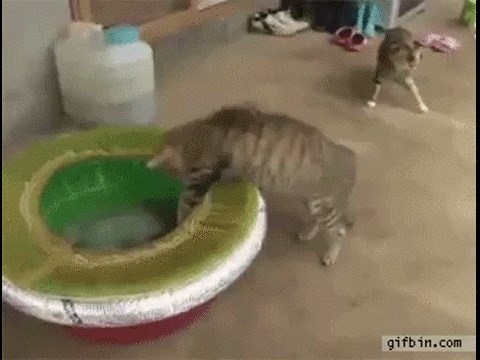 GIF: Otkriven pravi nastanaka čudovišta iz Aliena!