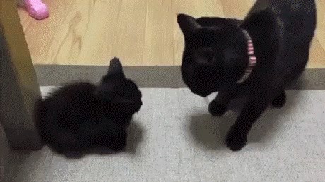 Ono kada pokušavaš biti strog roditelj, ali jednostavno ne ide