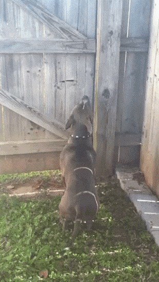 Pas je pokušao biti mačka, ali je shvatio da to nije baš tako jednostavno