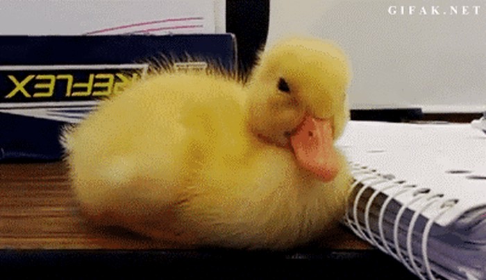 GIF: Ono kad profesor prozove tvoje ime!