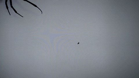 GIF: Kako dosadnu muhu otjerati s monitora