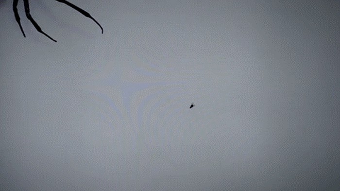 GIF: Kako dosadnu muhu otjerati s monitora