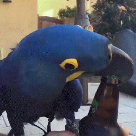 GIF: Kada kućnog ljubimca prilagodiš sebi i svojim potrebama