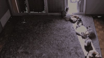 Što mačke rade kada ostanu same doma?