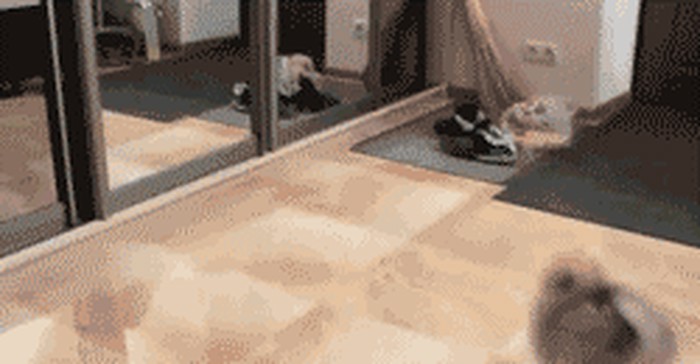GIF: Bijesni psić prokleo sudbu