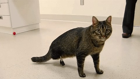 GIF: Bolesne ne ubiješ, već im pomogneš!