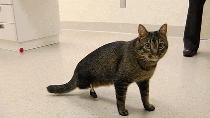 GIF: Bolesne ne ubiješ, već im pomogneš!
