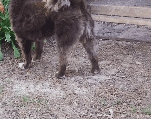 Ni psima na selu nije lako, žive s malim vragolanima koji im vole zagorčati život