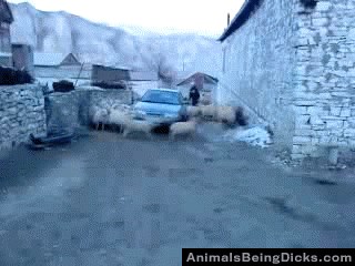 iz jednakih razloga ni mi ne izlazimo iz zaostalosti..:)).gif