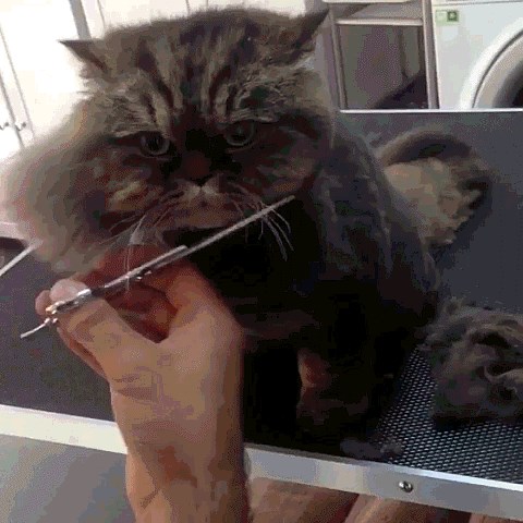 GIF: Preslatko, maca kod frizera