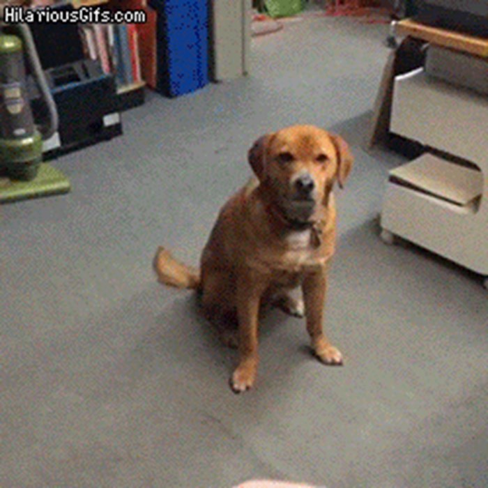 Najdosadniji pas na svijetu: Svi pokušaji igranja su čisto gubljenje vremena!