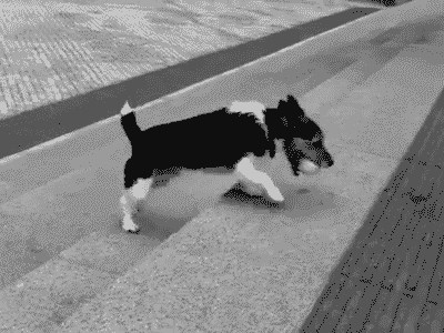 Razigrani pas je otkrio kako se može igrati sam sa sobom!