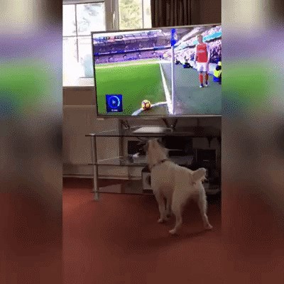 Pas gledao utakmicu, pa pomislio da su njemu šutnuli loptu