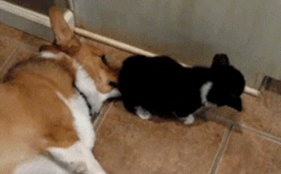 GIF: Šnjof, šnjof.. ne, ne poznam ga!