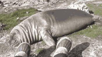 Ovako lijenu životinju nikad niste vidjeli, pogledajte kako se vraća u vodu!