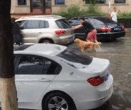 Najkasnije nakon ovoga će vam biti jasno zbog čega pse nazivaju čovjekovim najboljim prijateljem