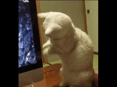 GIF: Vojniče, pooo-ZOR!