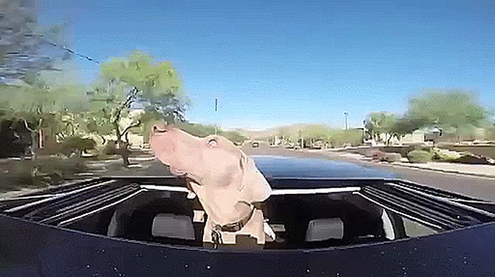 GIF: Kako ispravno uživati u vožnji