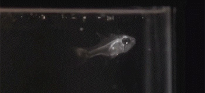 GIF: Ove ribe su razvile prelijep način obrane