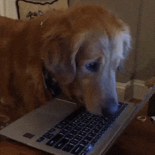 GIF: Ne smetajte mu dok gleda film