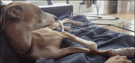 Pas koji zahtijeva maženje