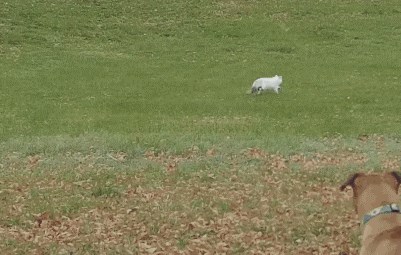 Ova je maca postala pravi ninja kada je ugledala pse