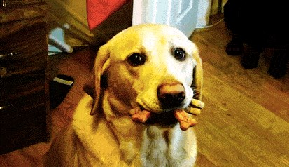 GIF: Ma ne volim te ja samo zbog keksića!