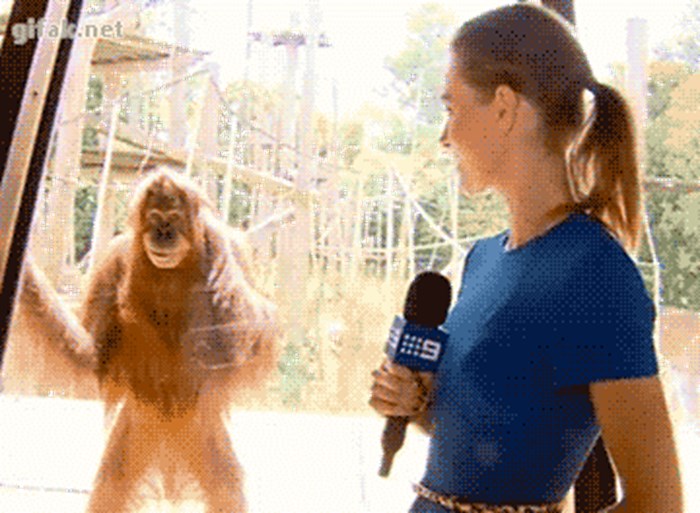 Orangutanu se svidjela novinarka, njegova reakcija je neprocjenjiva!