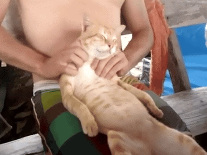 GIF: Mica maca uživa u opuštajućoj masaži