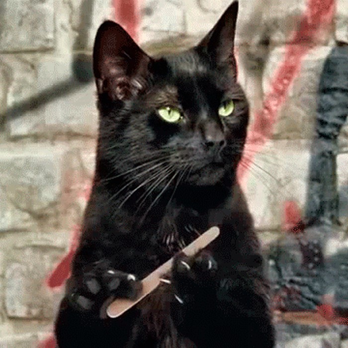 GIF: Mačka brusi 'nokte'