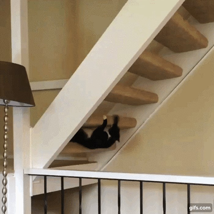 Ova se maca odlučila penjati stepenicama na svoj način