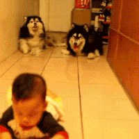 Psići kao pomagači u puzanju